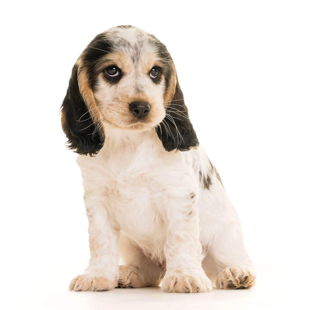 Sable Cocker Spaniel sitting wearing Hearing Dogs qualified jacket on white background