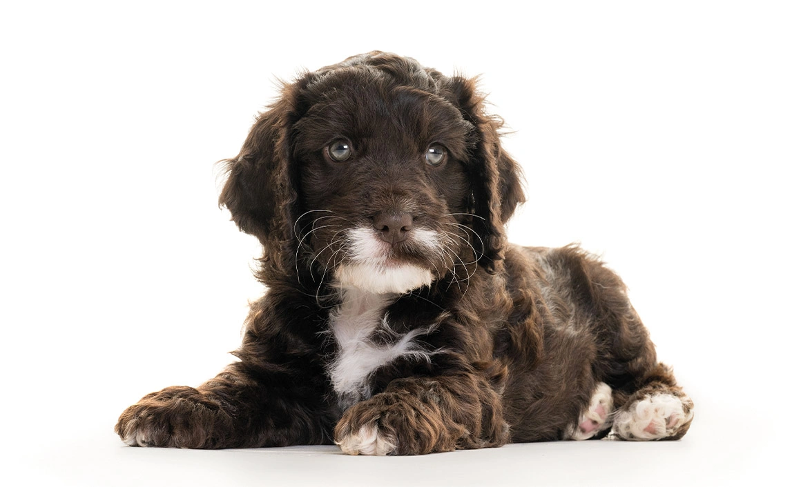 Chocolate Cockapoo puppy laying against white background