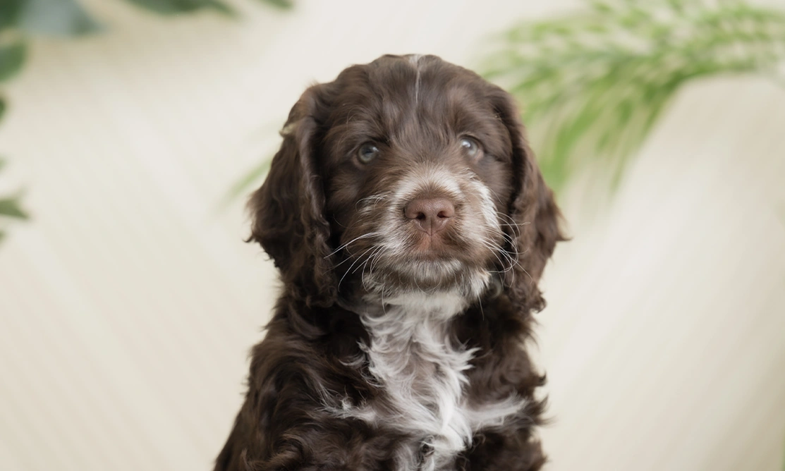 Brown and white Cockapoo puppy