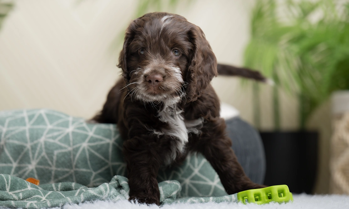 Brown and white Cockapoo puppy stepping out of bed