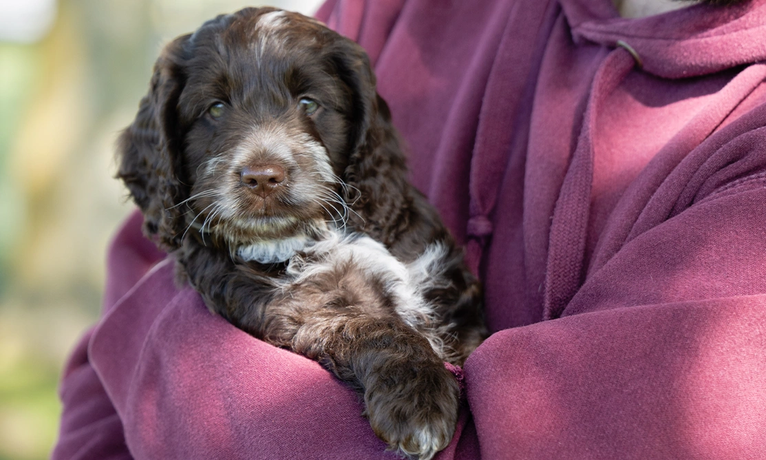 Brown and white Cockapoo puppy being held