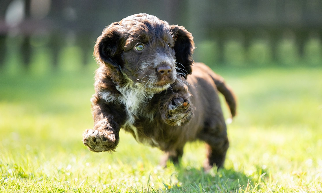 Brown and white Cockapoo puppy running on grass