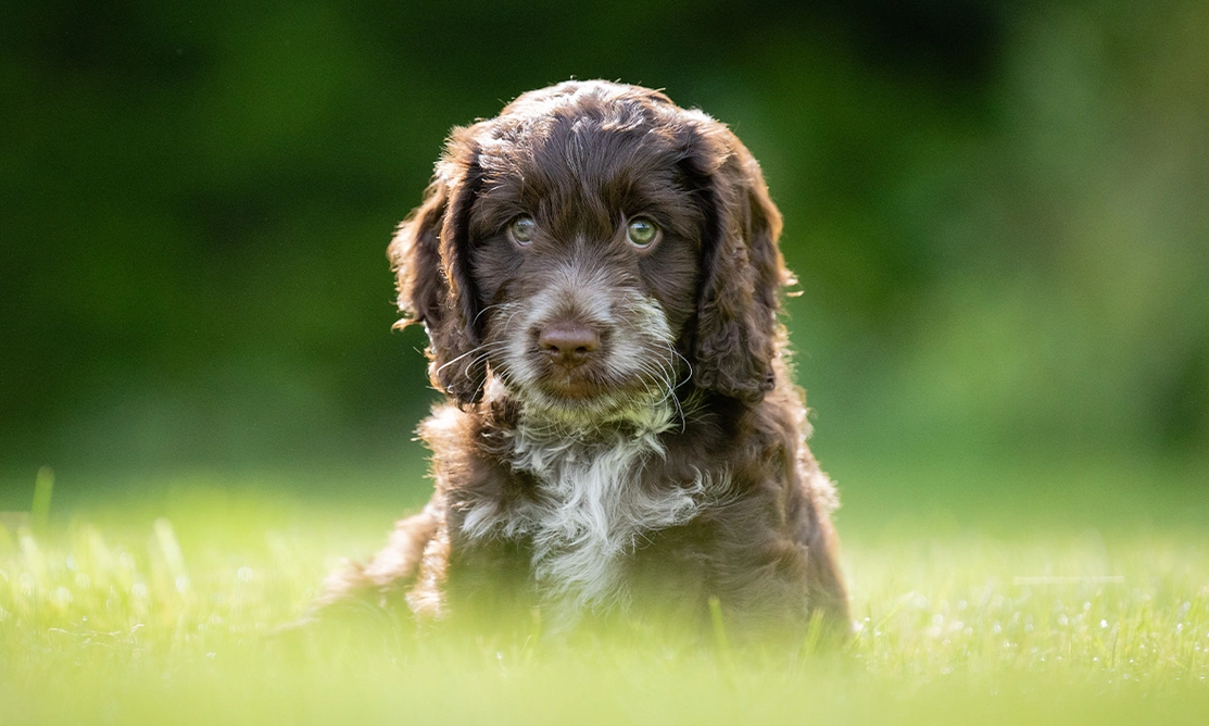 Brown and white Cockapoo puppy sitting on grass