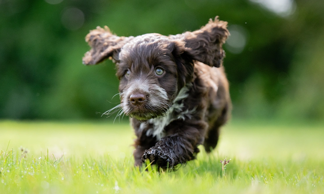Brown and white Cockapoo puppy running on grass with ears flapping