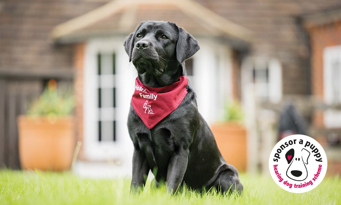 Black Labrador wearing red bandana that says 'Hearing Dogs Family'