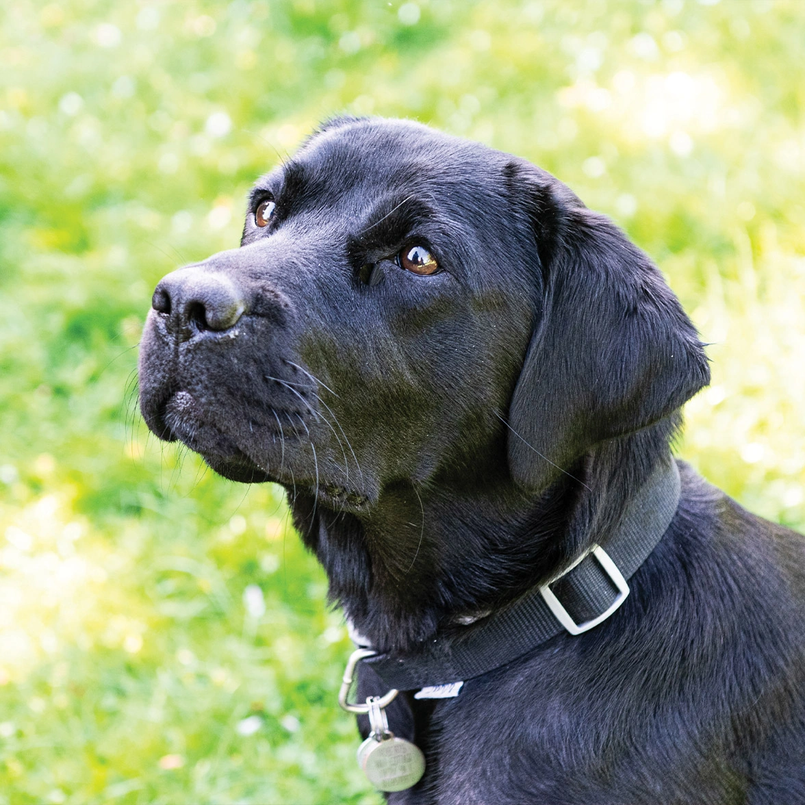 Black Labrador looking up