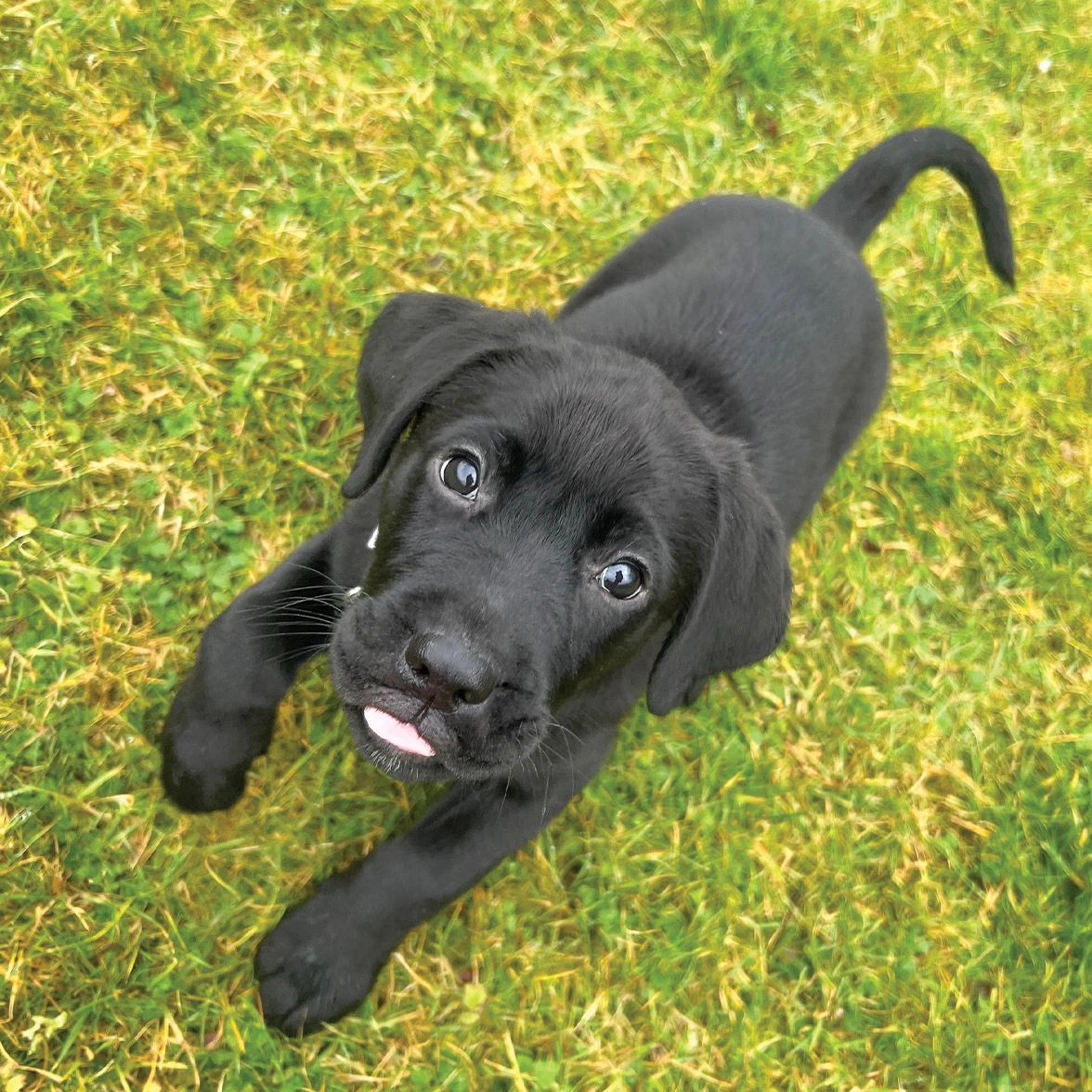 Black Labrador puppy sticking out tongue
