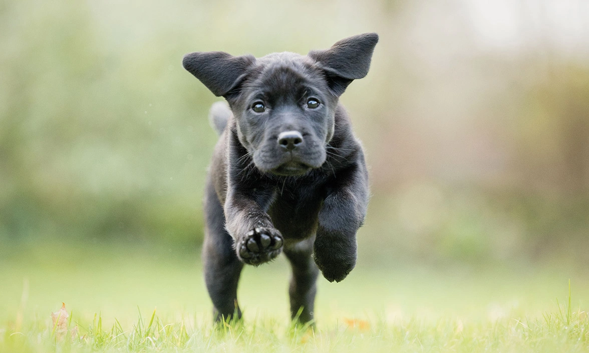 Black Labrador puppy running on grass