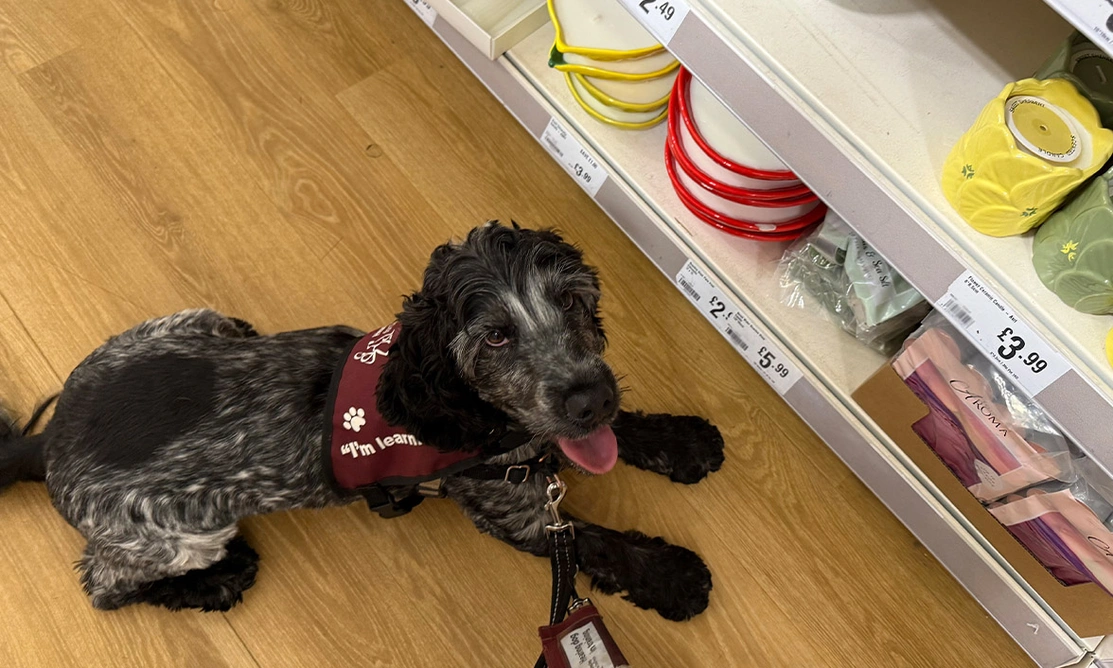 Blue roan spaniel in Hearing Dogs training jacket settling in shop