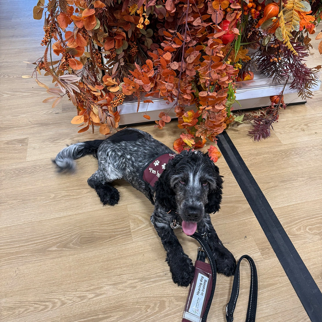 Blue roan spaniel in Hearing Dogs training jacket settling in shop in front of fake leaves