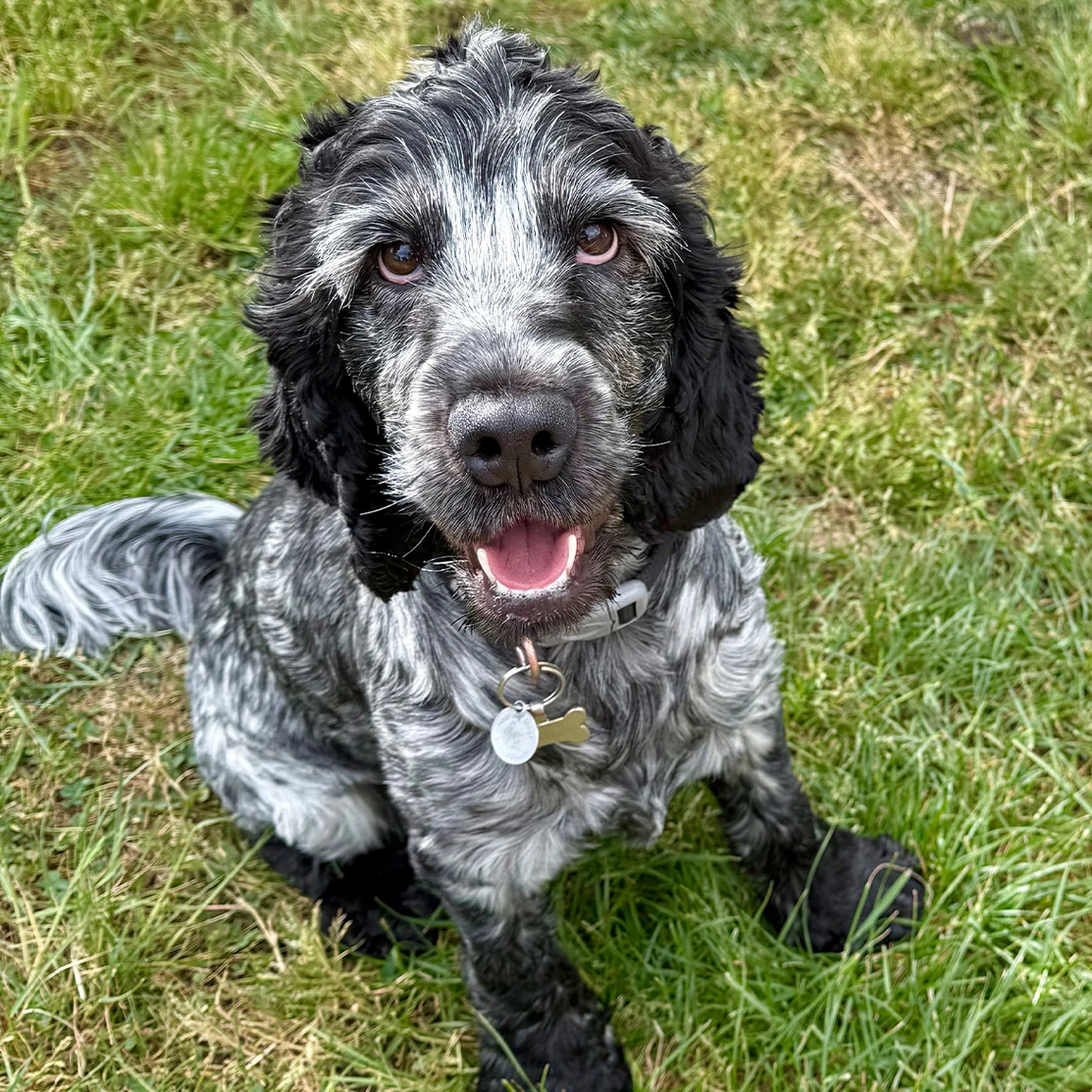 Blue roan Cocker Spaniel puppy sitting on grass