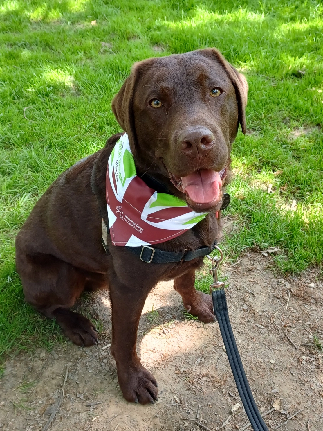 A dark brown labrador, sitting on grass wearing a hearing dogs bandana and a leash.