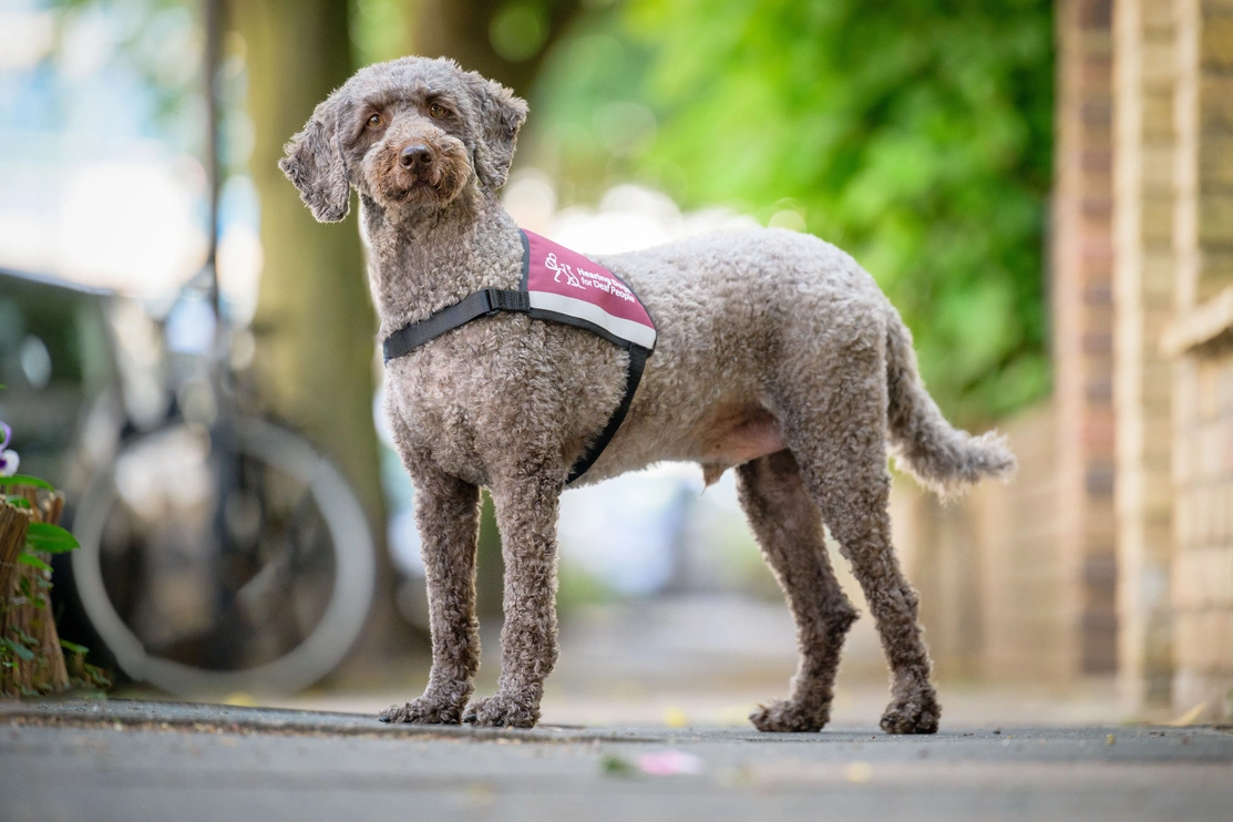 A dog with grey short, curly fur is standing on all fours looking at camera. He is wearing a hearing dogs vest.