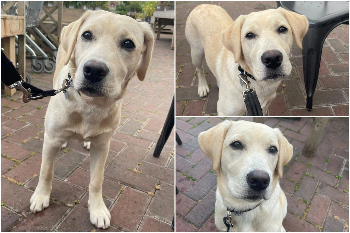 A three photo collage of a light-colored Labrador standing and sitting on a brick patio, with outdoor furniture visible in the background.
