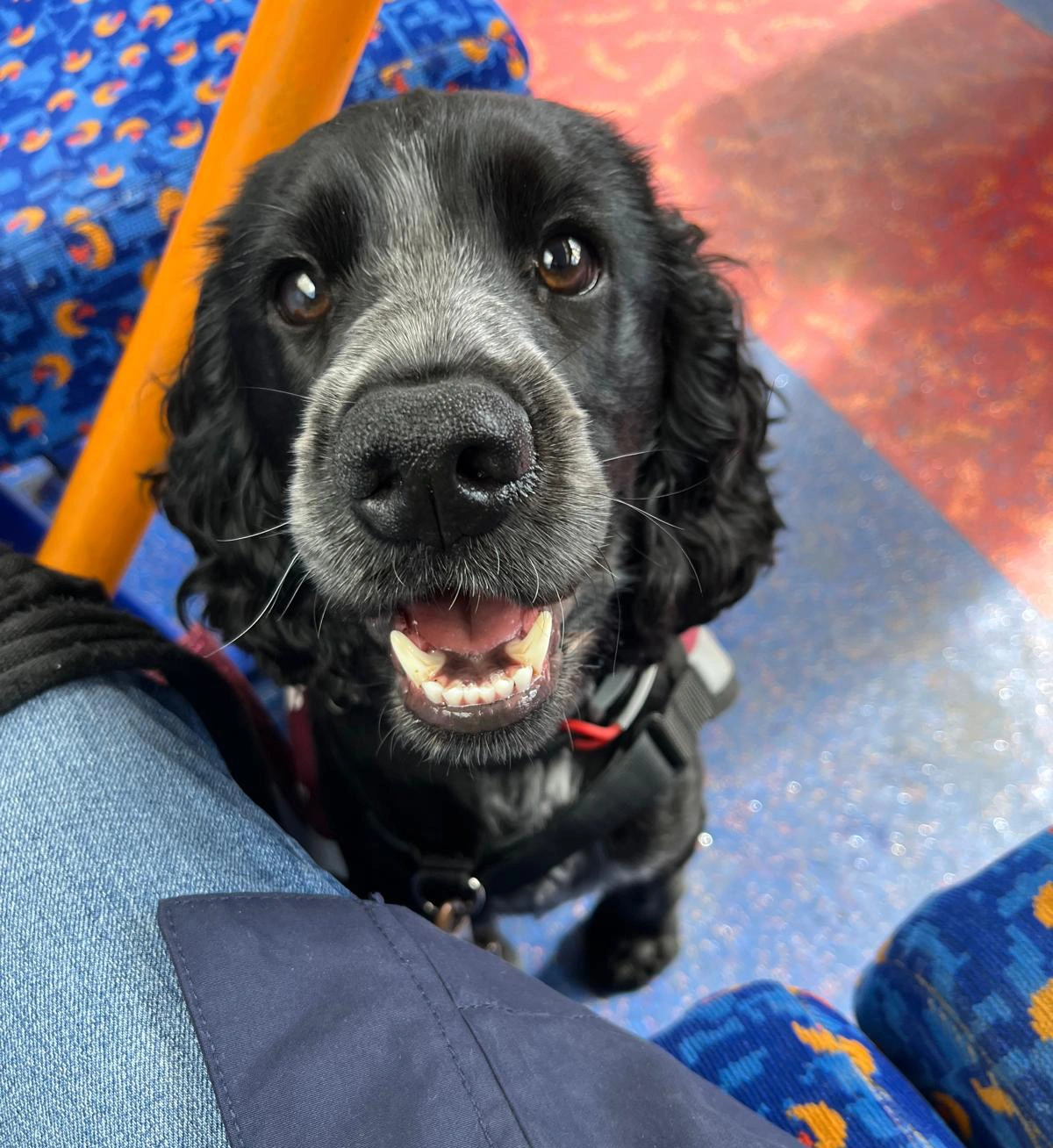 A close up photo black haired cocker spaniel on a bus looking up at camera. His mouth is slightly open as if smiling.