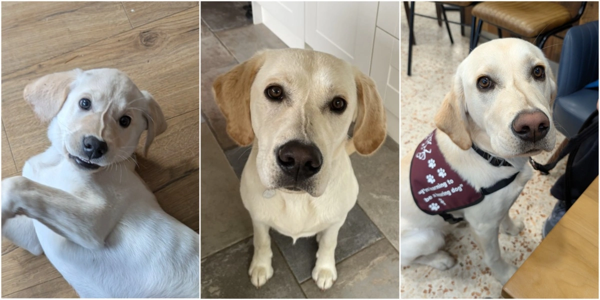 A three photo collage of a light coloured Labrador. The first is as a puppy lying playfully on the ground. The second is as an older dog looking up and the in third he is wearing a hearing dogs training vest