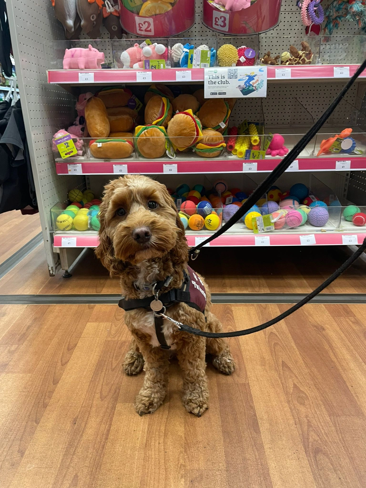 A photo of a dog sitting on the floor of a store. Dog toys can be seen on shelves in the background.