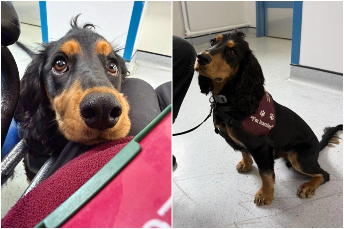 Two photo collage of a black and tan spaniel. In the first photo, the dog rests its head on a person's leg, looking upward with large eyes. In the second photo, the dog is sitting wearing a training vest that reads "I'm learning"