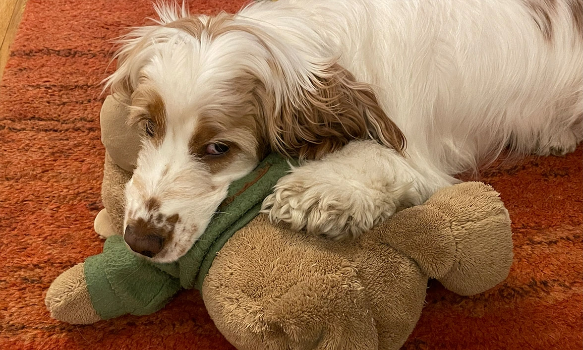 Orange roan spaniel cuddling teddy