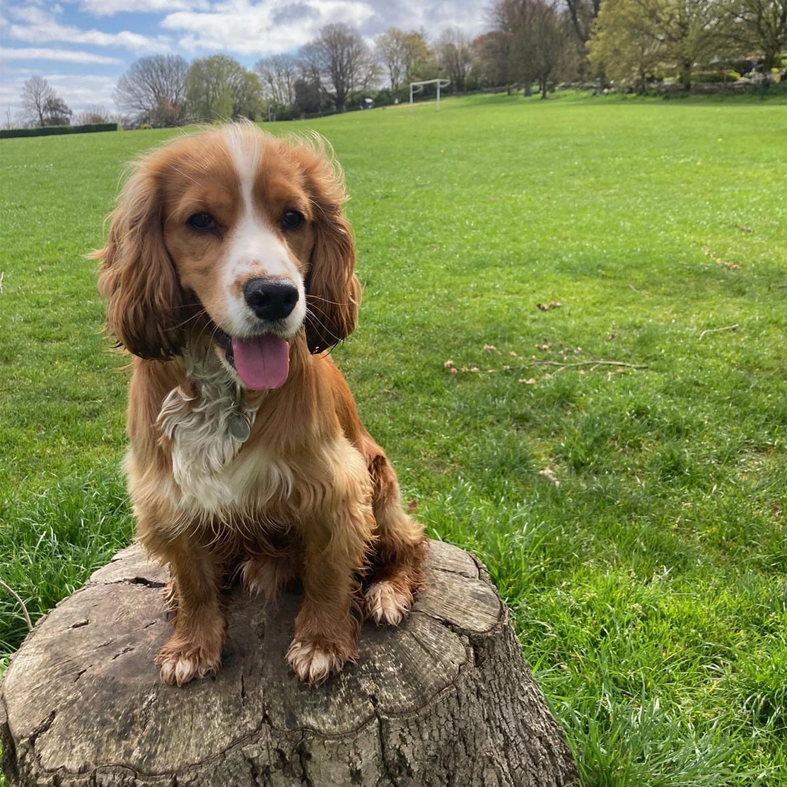 Golden Cocker Spaniel sitting on a tree stump