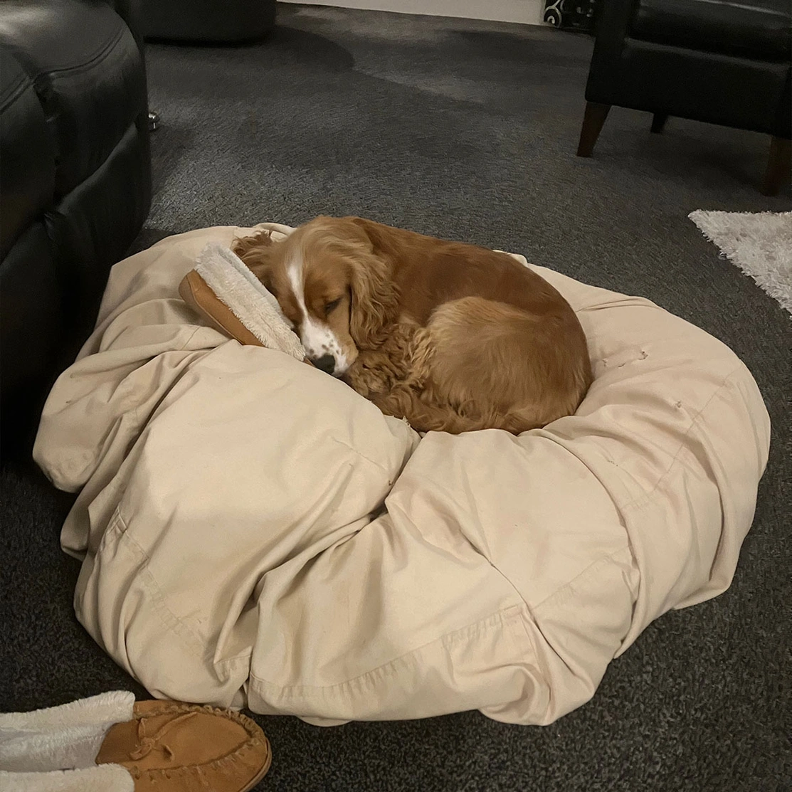 Golden Cocker Spaniel puppy sleeping with slipper