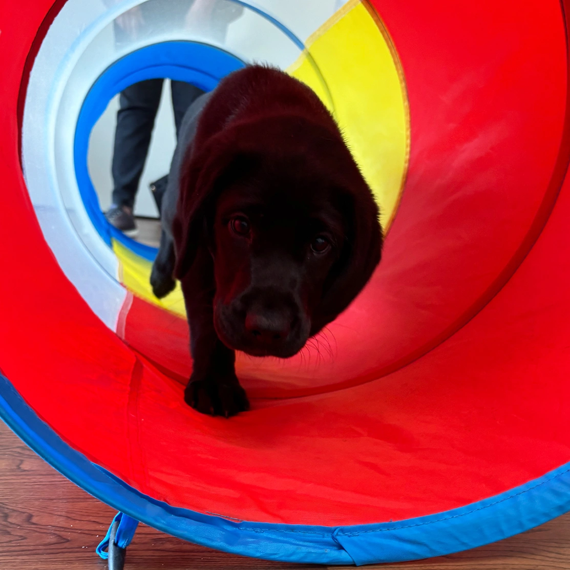 Black Labrador puppy running through play tunnel