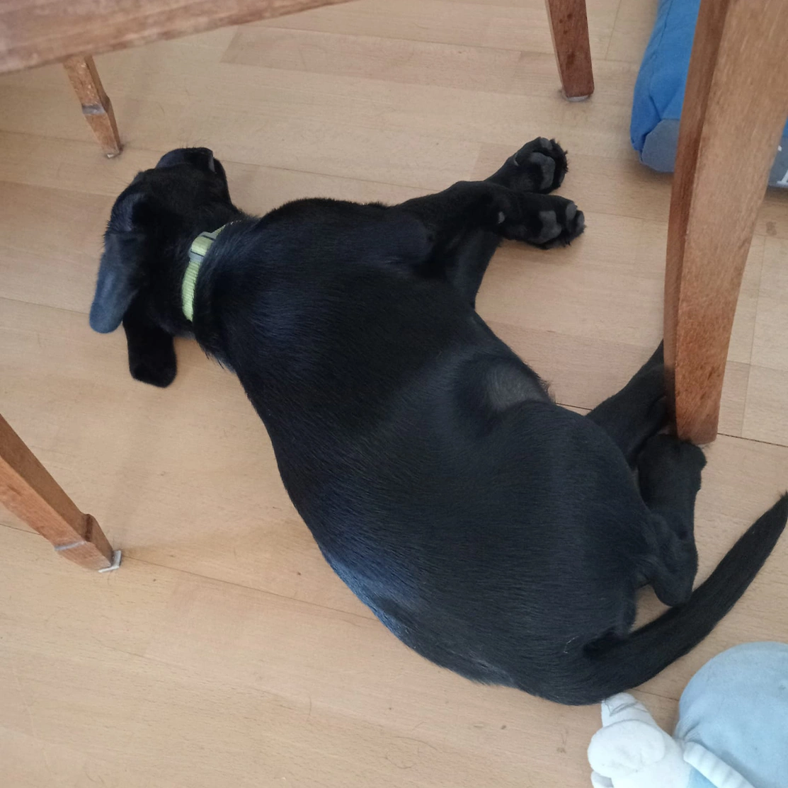 Black Labrador puppy sleeping under table