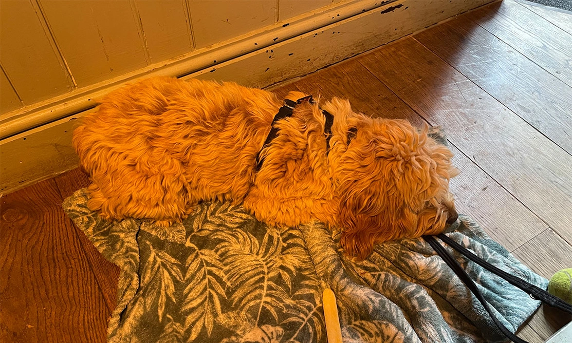 Golden Cockapoo asleep on mat on wooden floor