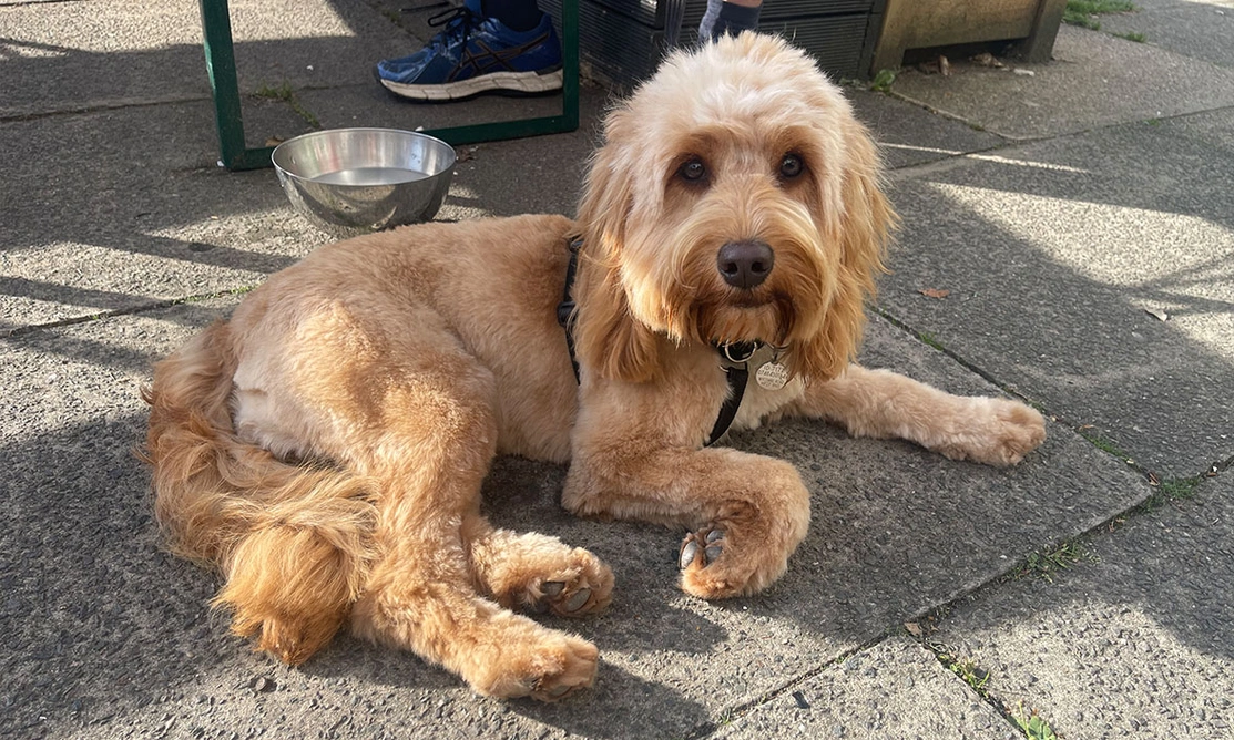 Golden Cockapoo settling outdoors