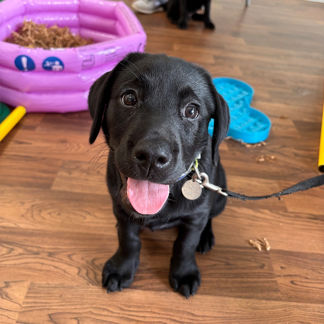 Black Labrador puppy sitting on wooden floor with tongue out
