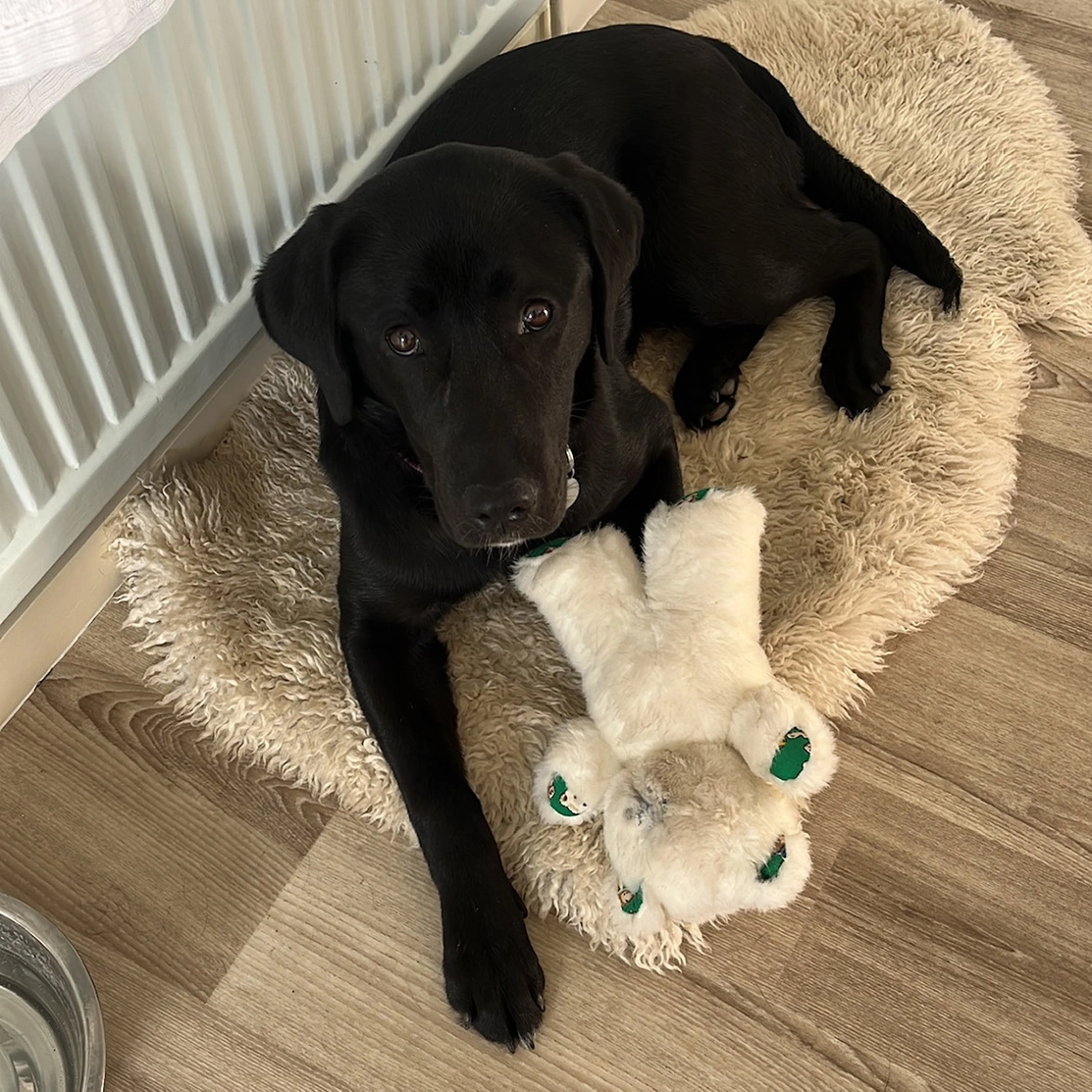Black Labrador lying in bed with teddy bear