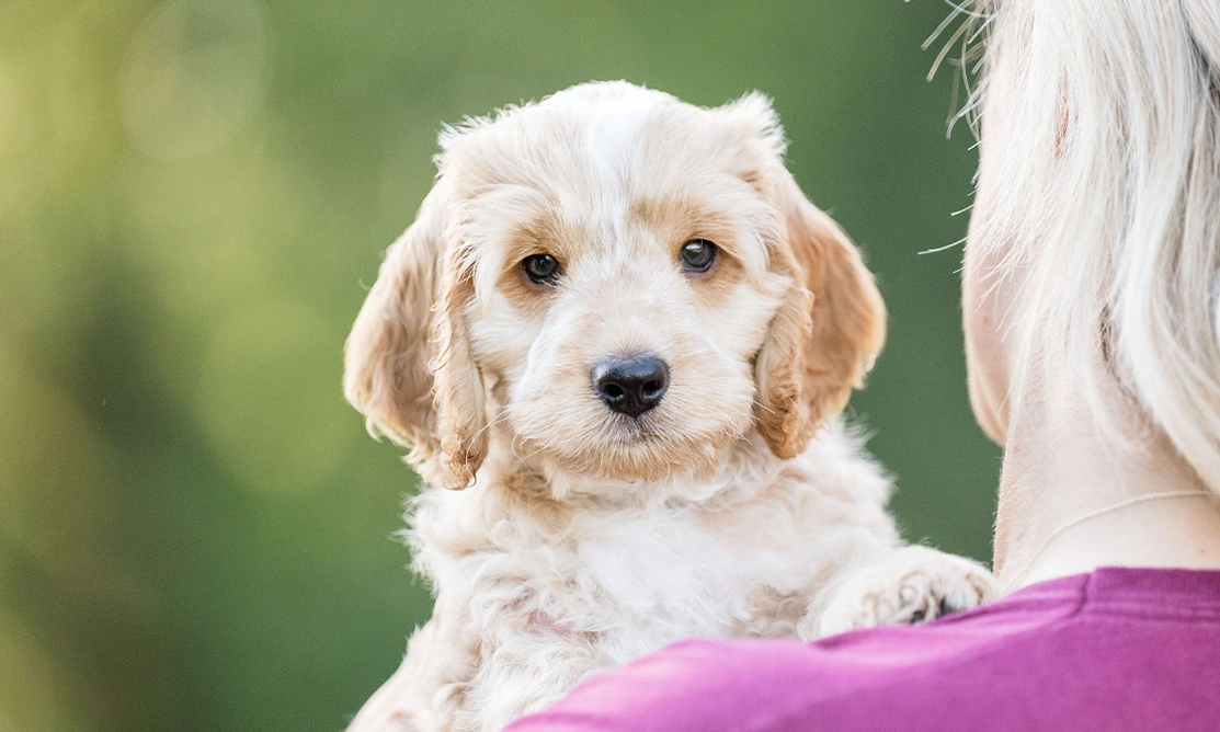 Golden Cockapoo puppy being carried by woman