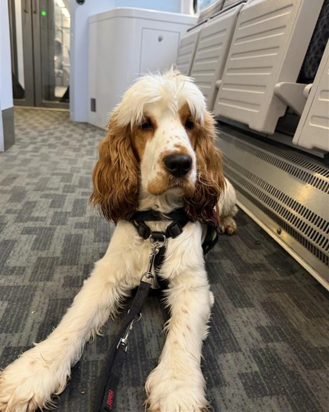 Jerry is a mostly white with some brown cocker spaniel. He is laying, front paws outstretched on a carpeted train car floor.