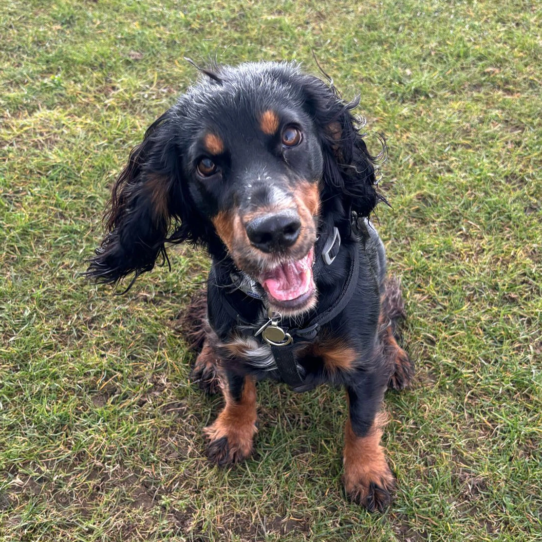 Black and tan spaniel sitting on grass