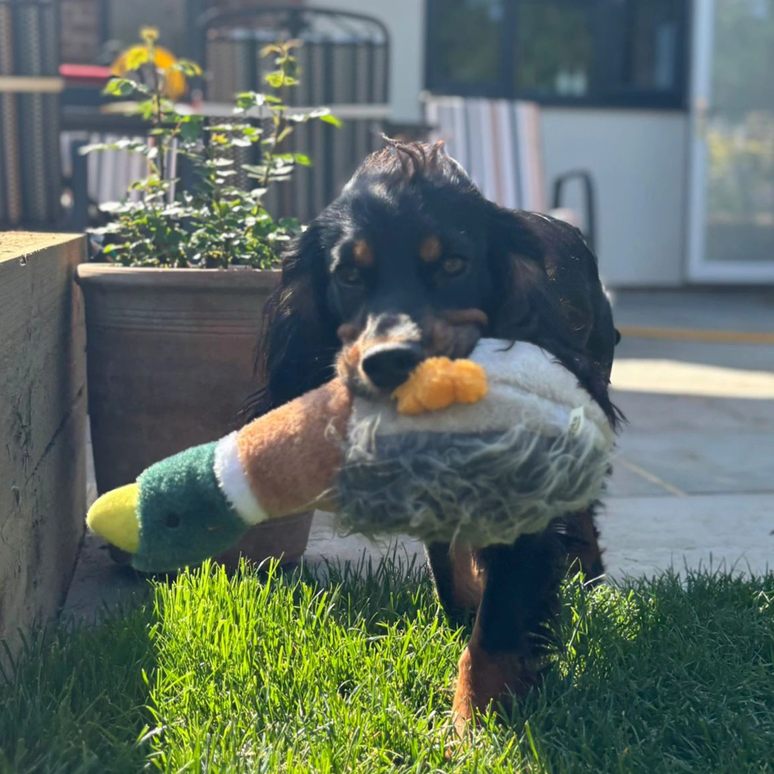 Black and tan spaniel carrying duck toy
