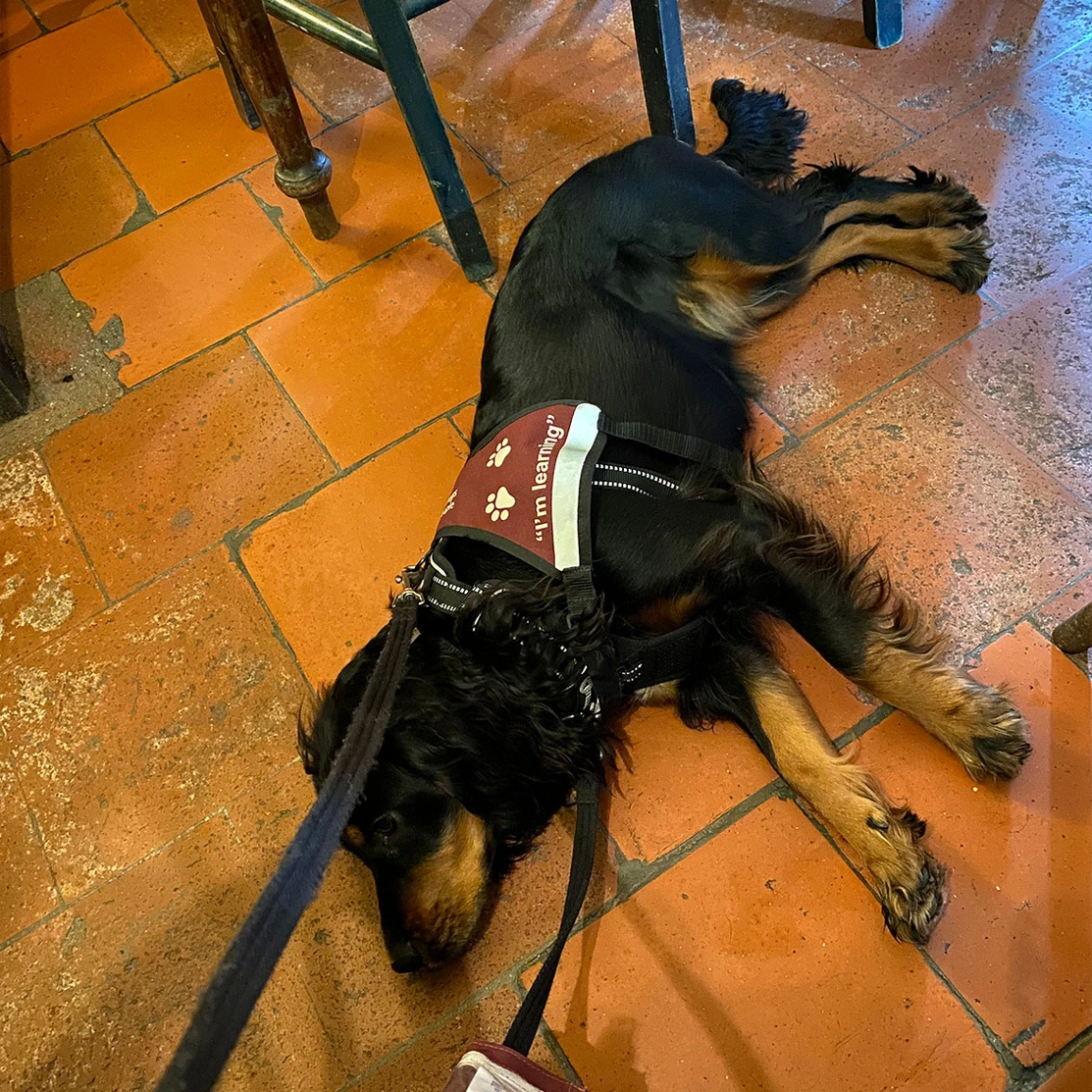 Black and tan spaniel settling on floor