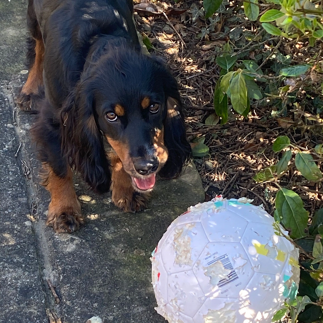 Black and tan spaniel with ball