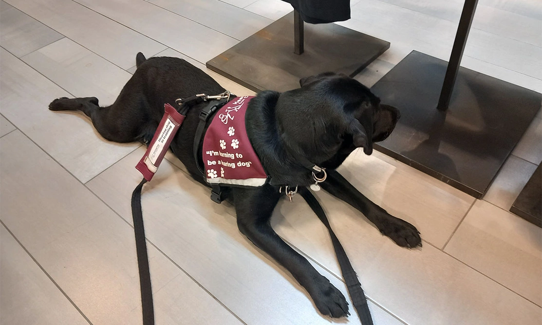 Black Labrador wearing Hearing Dogs training jacket settling on shop floor