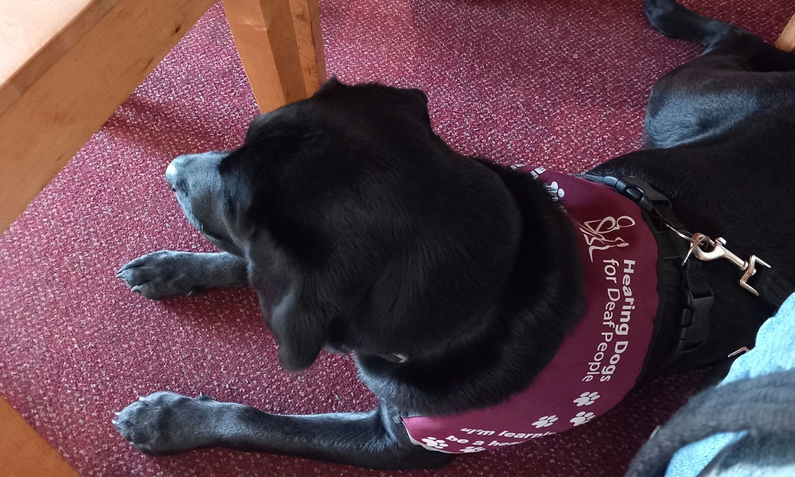 Black Labrador settling under table