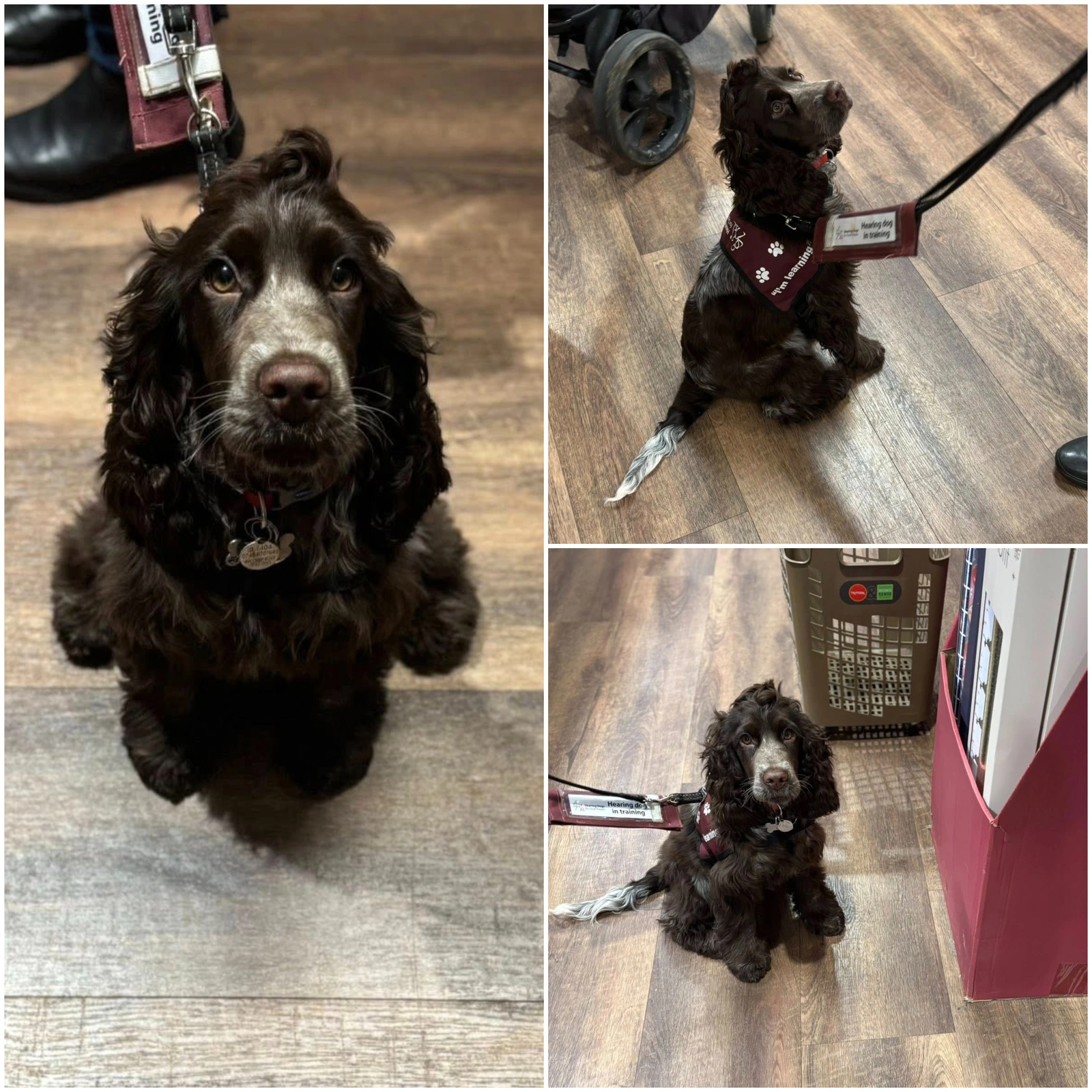 collage of three photos showing a brown cocker spaniel sitting patiently on a wooden floor. A training jacket can be seen worn in 2 of the photos.