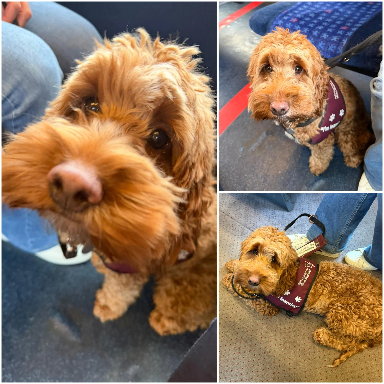 A collage of three photos of Koko, a light coloured fur cockapoo sitting and lying down on a train carriage. She is wearing a hearing dogs training jacket.