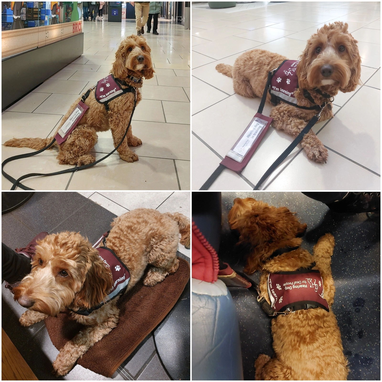 Collage of four photos of Kayla, a light coloured cockapoo sitting and settling in a shopping centre. She is wearing her burgundy training jacket in all photos.