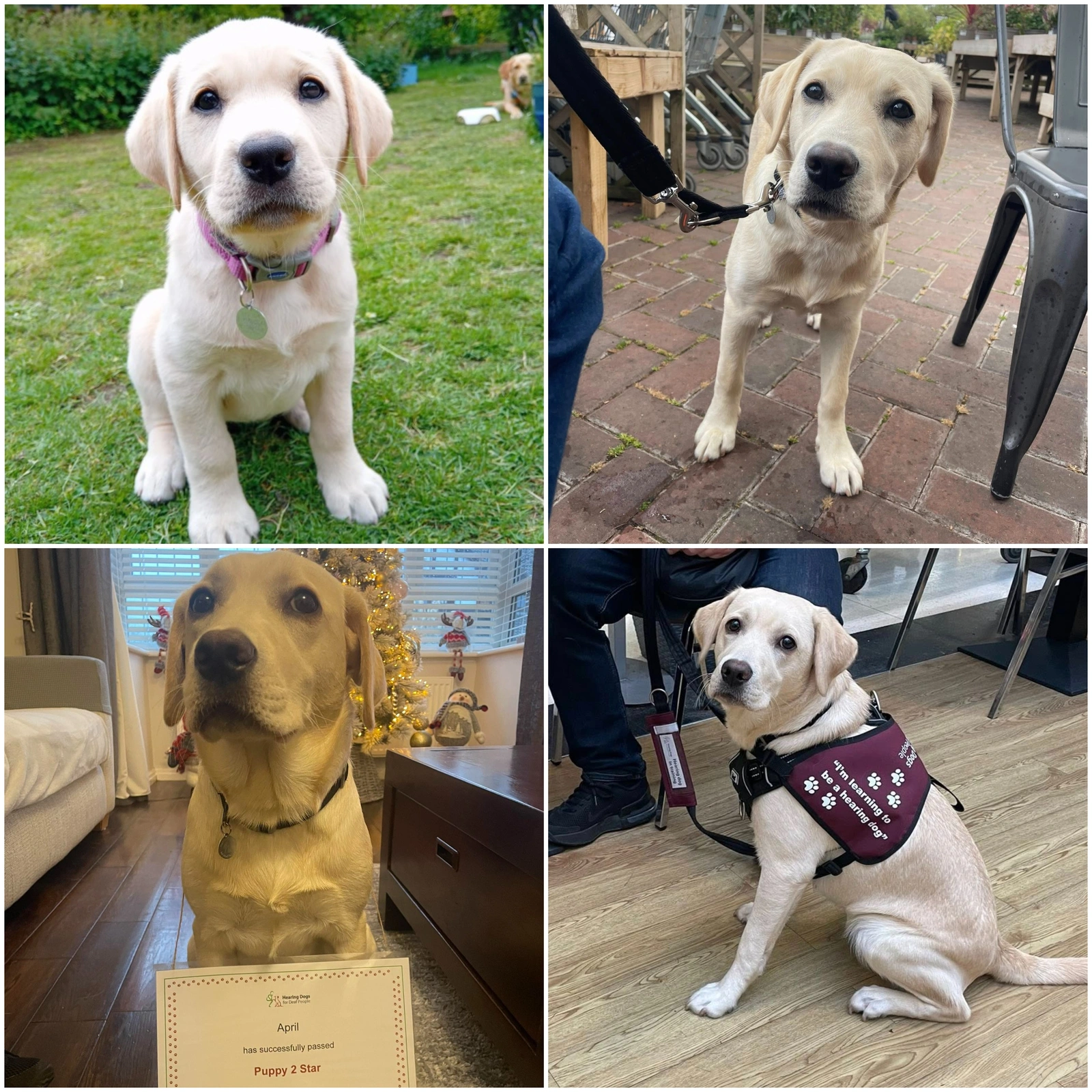 Collage of four photos of April, a white labrador at various ages, from tiny pup to older dog. She can be seen posing with her 2 star certificate in the lower left photo