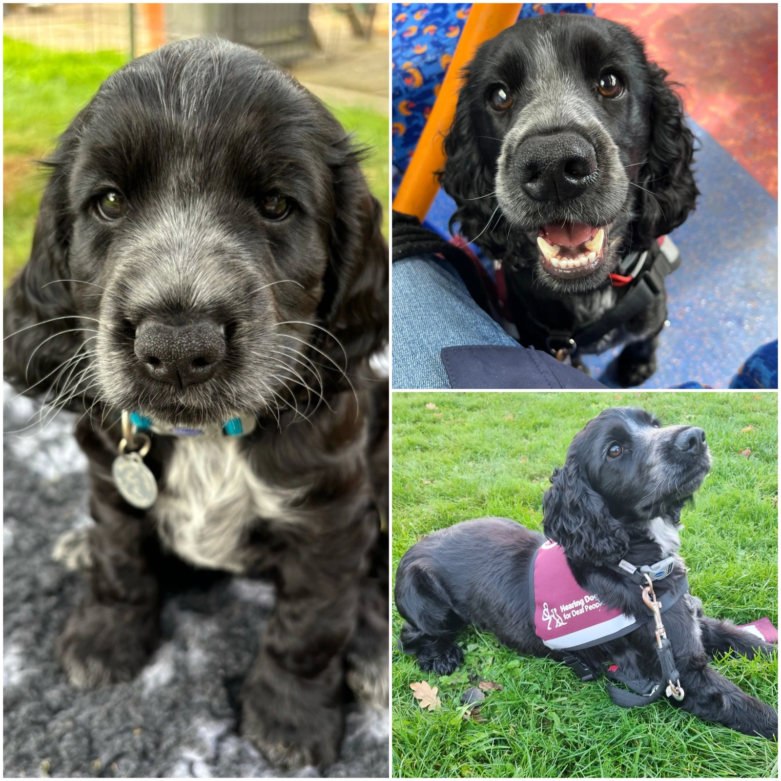 Collage of three photos of Barney, a black and white cocker spaniel from tiny pup to full grown. The last photo shows barney lying on grass wearing his full hearing dog jacket.