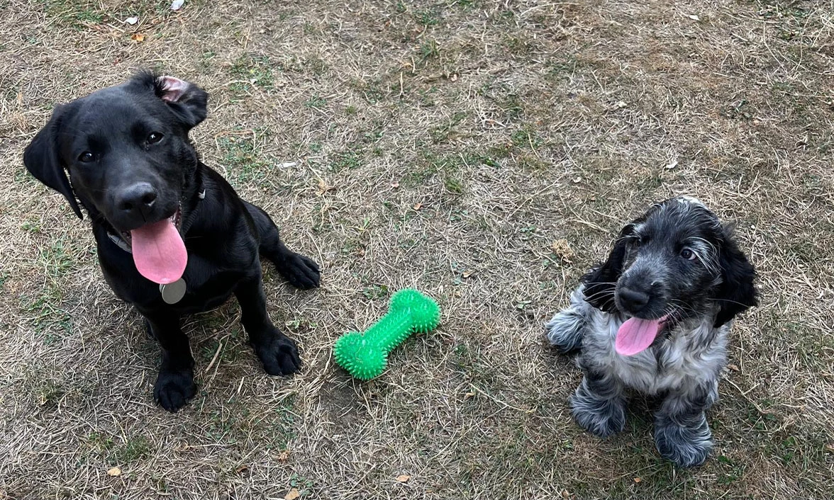 Black Labrador and Blue Roan spaniel sitting on grass