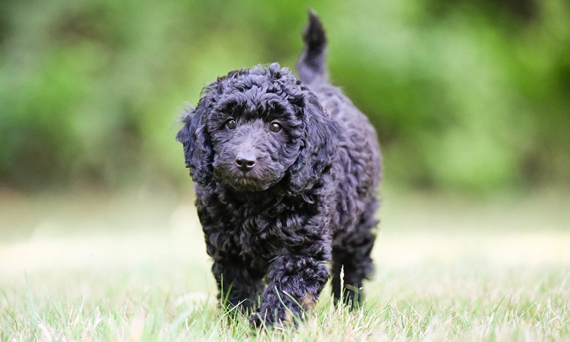 Ginny is walking on short grass towards the camera, tail up.