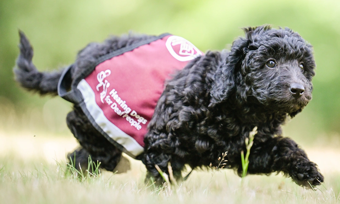 Black poodle Ginny is wearing a too large hearing dogs jacket.