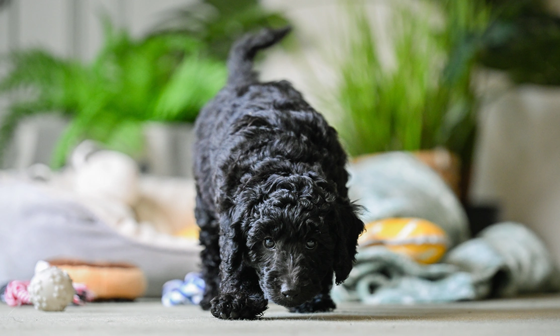 Black poodle Ginny has her nose to the ground sniffing. Plants and toys can be seen behind her.