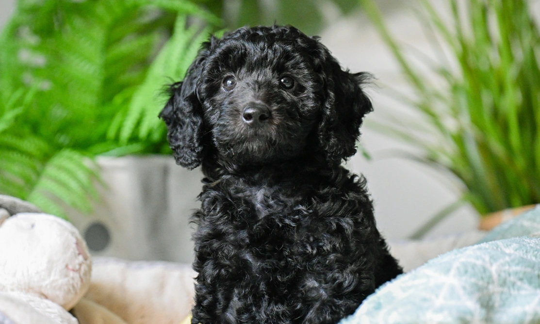 Black poodle Ginny sitting in a dog bed looking curiously ahead. Potted plants are in the background.