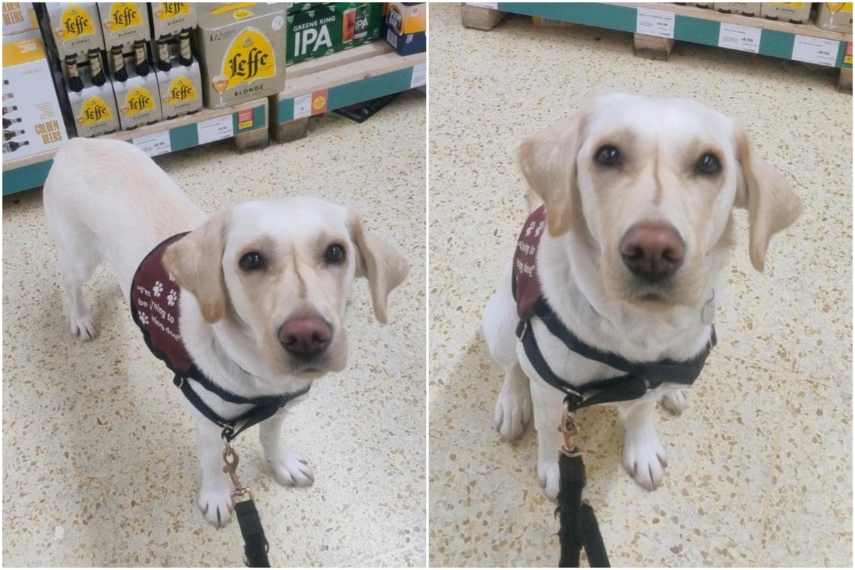 Golden labrador sitting inside the supermarket looking at the camera